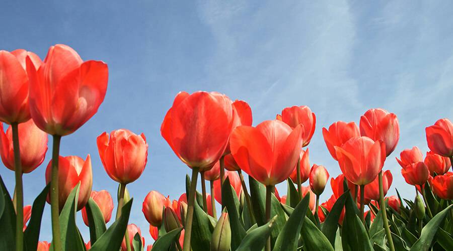 Festival dei tulipani | Tulip Festival