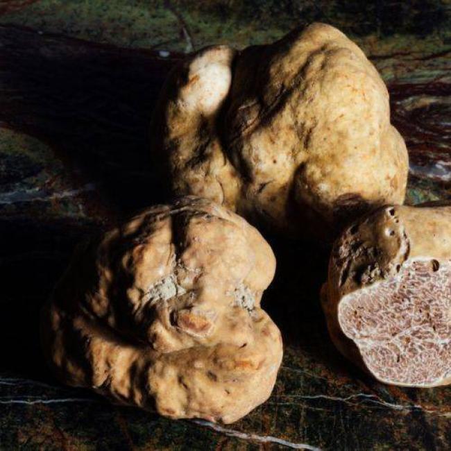 Tartufo